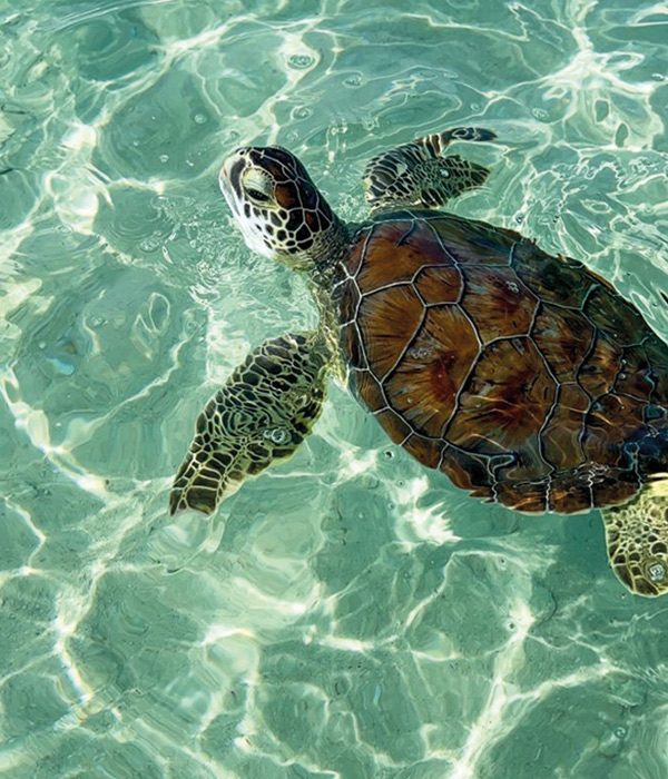 Excursions privées & sensations - Brit’Sea